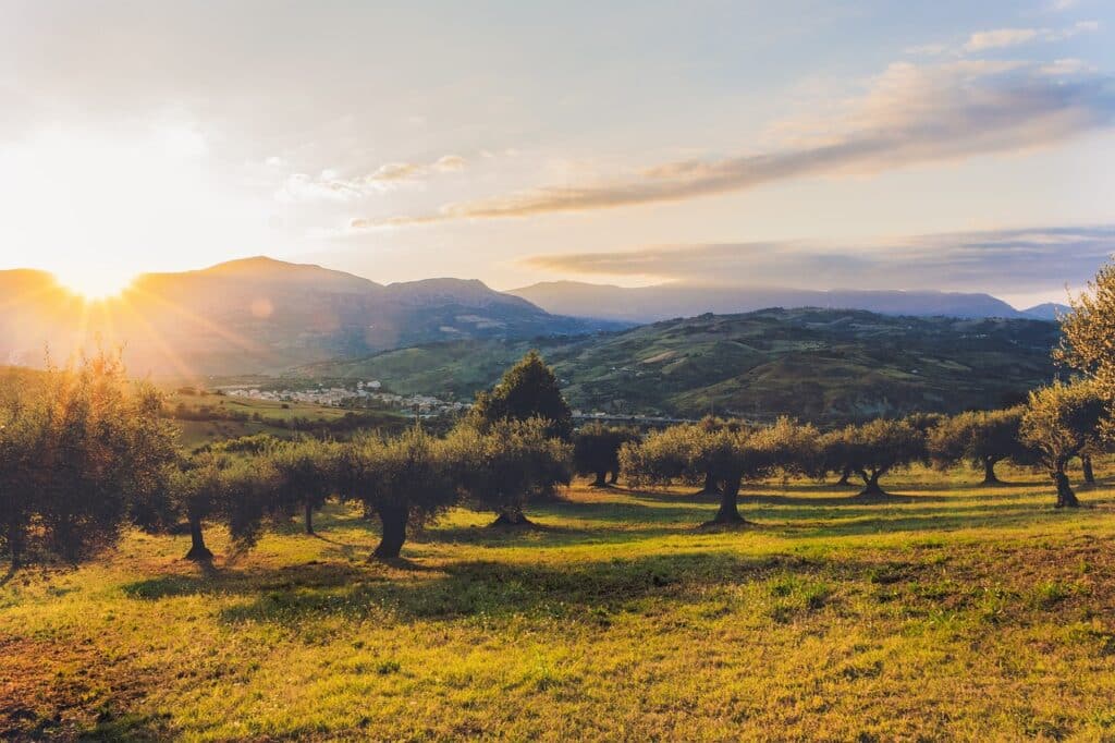 olive groves of Puglia