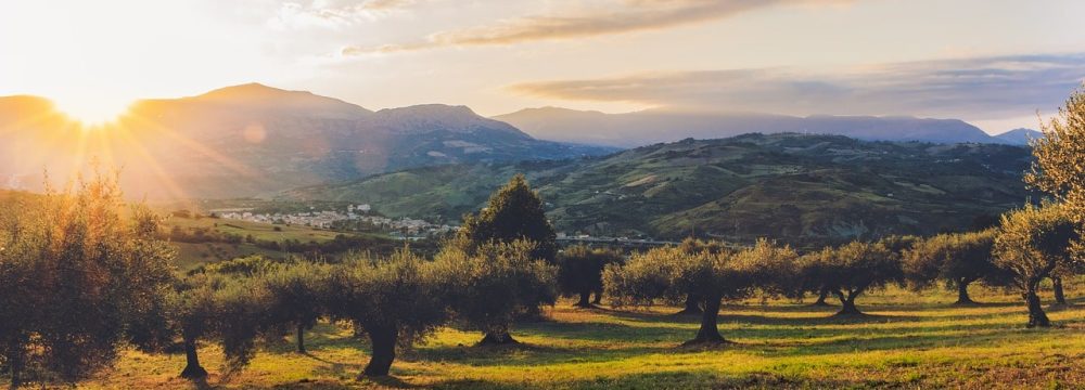olive groves of Puglia